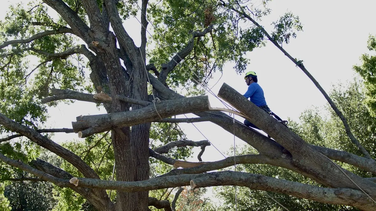 Professional Crown Thinning performed by certified arborists in Gunlock